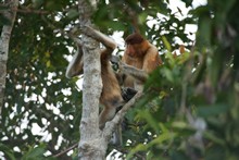 vignette Borneo_Bali_2015_0083.jpg 
