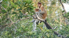 vignette Borneo_Bali_2015_0094.jpg 