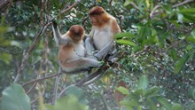 vignette Borneo_Bali_2015_0097.jpg 