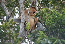 vignette Borneo_Bali_2015_0107.jpg 