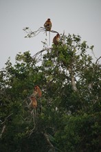 vignette Borneo_Bali_2015_0110.jpg 