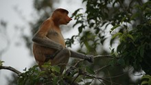 vignette Borneo_Bali_2015_0112.jpg 