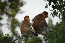 vignette Borneo_Bali_2015_0116.jpg 