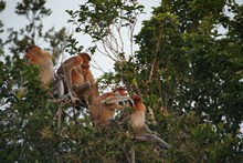 vignette Borneo_Bali_2015_0120.jpg 