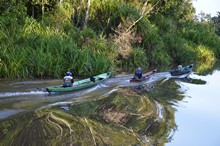 vignette Borneo_Bali_2015_0130.jpg 