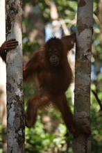 vignette Borneo_Bali_2015_0144.jpg 