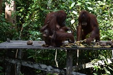vignette Borneo_Bali_2015_0153.jpg 