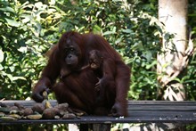 vignette Borneo_Bali_2015_0158.jpg 