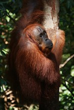 vignette Borneo_Bali_2015_0162.jpg 