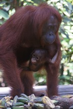 vignette Borneo_Bali_2015_0169.jpg 