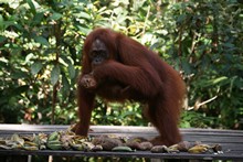 vignette Borneo_Bali_2015_0171.jpg 