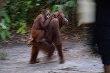 vignette Borneo_Bali_2015_0175.jpg 