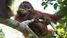 vignette Borneo_Bali_2015_0184.jpg 