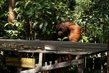 vignette Borneo_Bali_2015_0192.jpg 