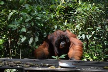 vignette Borneo_Bali_2015_0194.jpg 