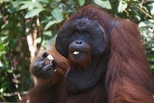 vignette Borneo_Bali_2015_0198.jpg 