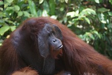 vignette Borneo_Bali_2015_0201.jpg 