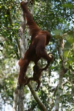 vignette Borneo_Bali_2015_0207.jpg 