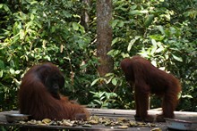 vignette Borneo_Bali_2015_0210.jpg 
