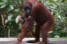 vignette Borneo_Bali_2015_0230.jpg 