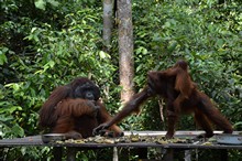 vignette Borneo_Bali_2015_0232.jpg 