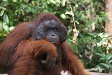 vignette Borneo_Bali_2015_0235.jpg 
