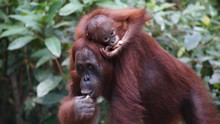 vignette Borneo_Bali_2015_0238.jpg 