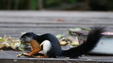 vignette Borneo_Bali_2015_0240.jpg 