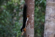 vignette Borneo_Bali_2015_0241.jpg 