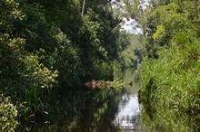 vignette Borneo_Bali_2015_0252.jpg 