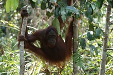 vignette Borneo_Bali_2015_0257.jpg 