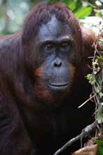 vignette Borneo_Bali_2015_0262.jpg 