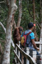 vignette Borneo_Bali_2015_0269.jpg 
