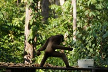 vignette Borneo_Bali_2015_0286.jpg 