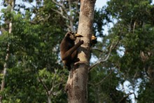 vignette Borneo_Bali_2015_0295.jpg 