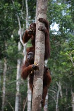 vignette Borneo_Bali_2015_0300.jpg 