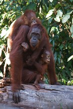 vignette Borneo_Bali_2015_0321.jpg 