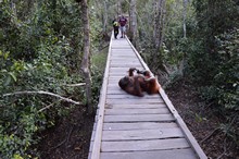 vignette Borneo_Bali_2015_0336.jpg 