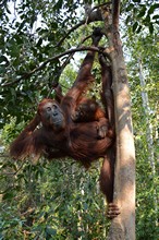 vignette Borneo_Bali_2015_0342.jpg 