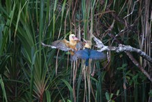 vignette Borneo_Bali_2015_0362.jpg 