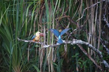 vignette Borneo_Bali_2015_0367.jpg 
