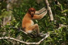 vignette Borneo_Bali_2015_0392.jpg 