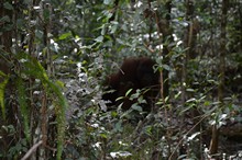 vignette Borneo_Bali_2015_0400.jpg 