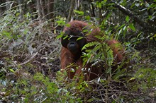 vignette Borneo_Bali_2015_0401.jpg 