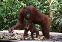 vignette Borneo_Bali_2015_0425.jpg 