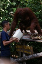 vignette Borneo_Bali_2015_0427.jpg 
