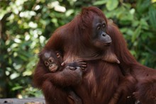 vignette Borneo_Bali_2015_0428.jpg 