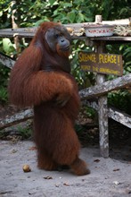 vignette Borneo_Bali_2015_0430.jpg 