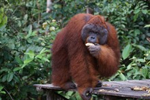 vignette Borneo_Bali_2015_0438.jpg 