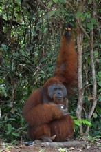 vignette Borneo_Bali_2015_0456.jpg 